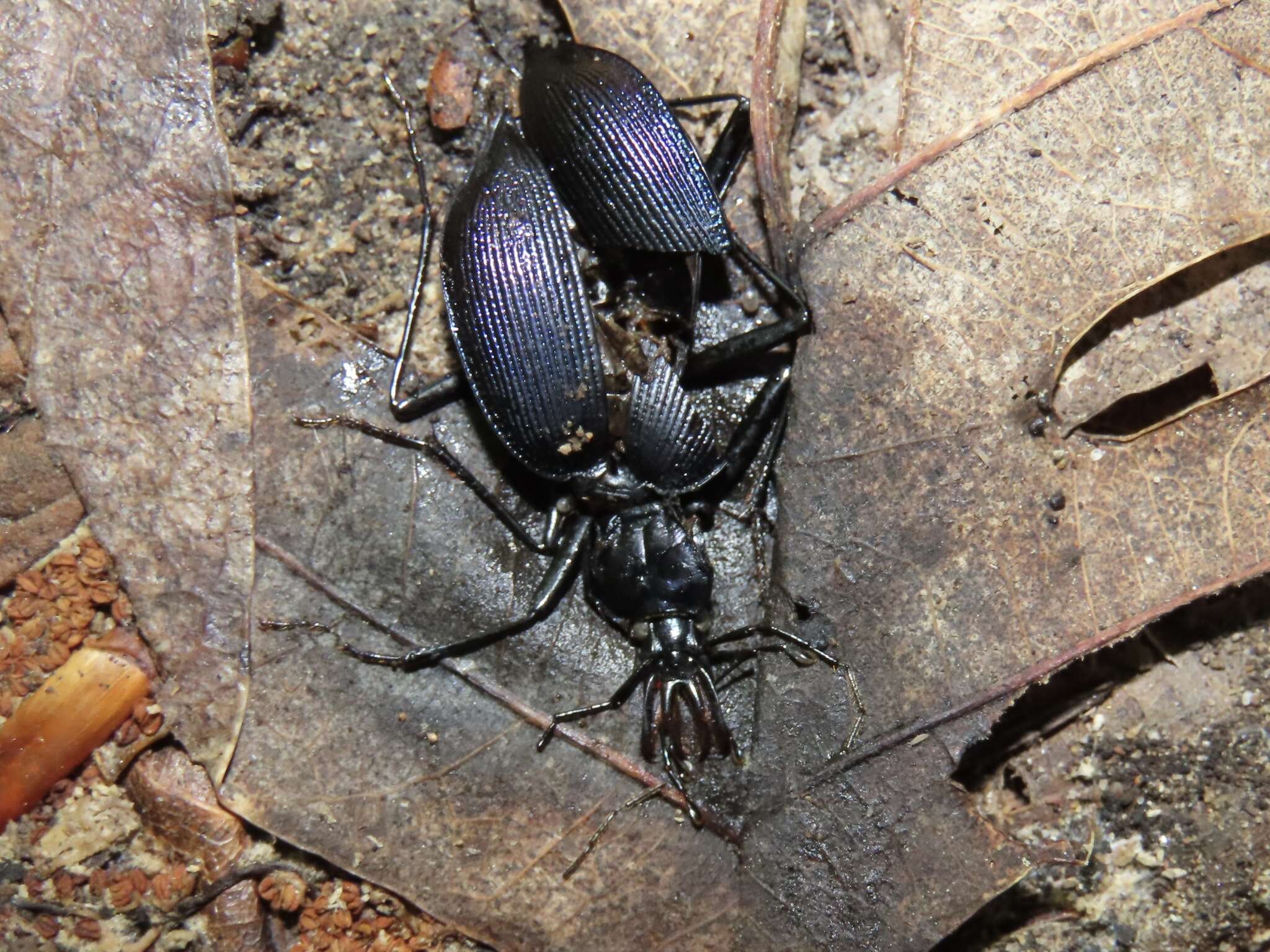 Image of Scaphinotus (Steniridia) andrewsii (T. W. Harris 1839)