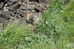 Image of Drakensberg Buttercup