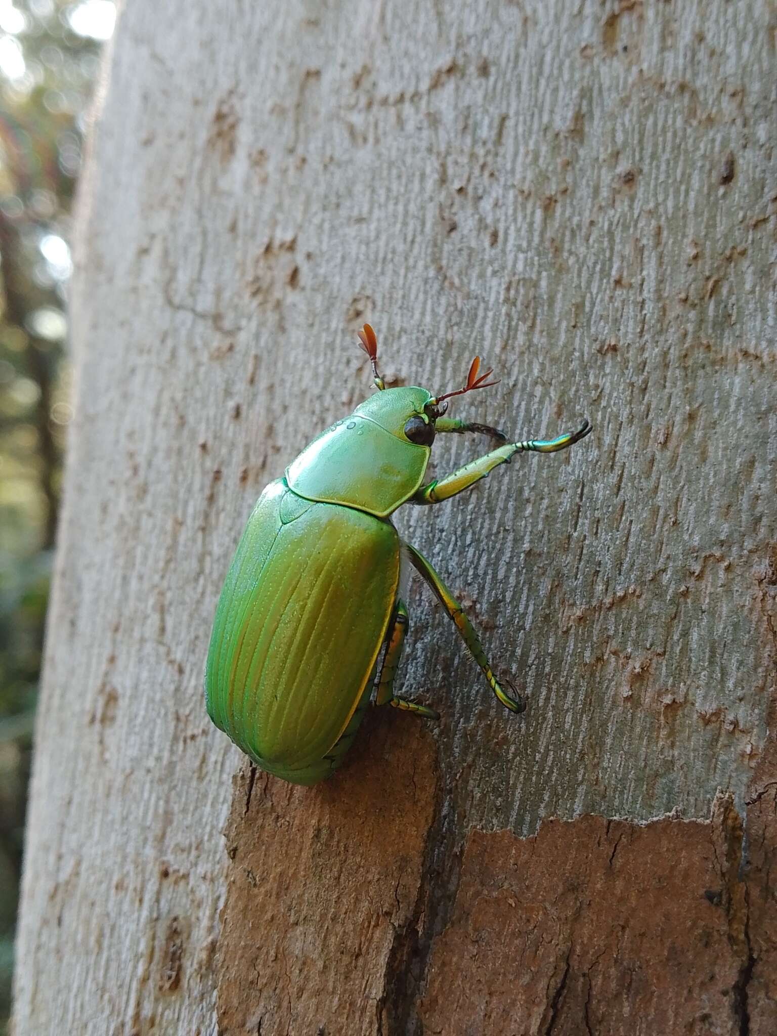 Sivun Chrysina psittacina (Sturm 1843) kuva