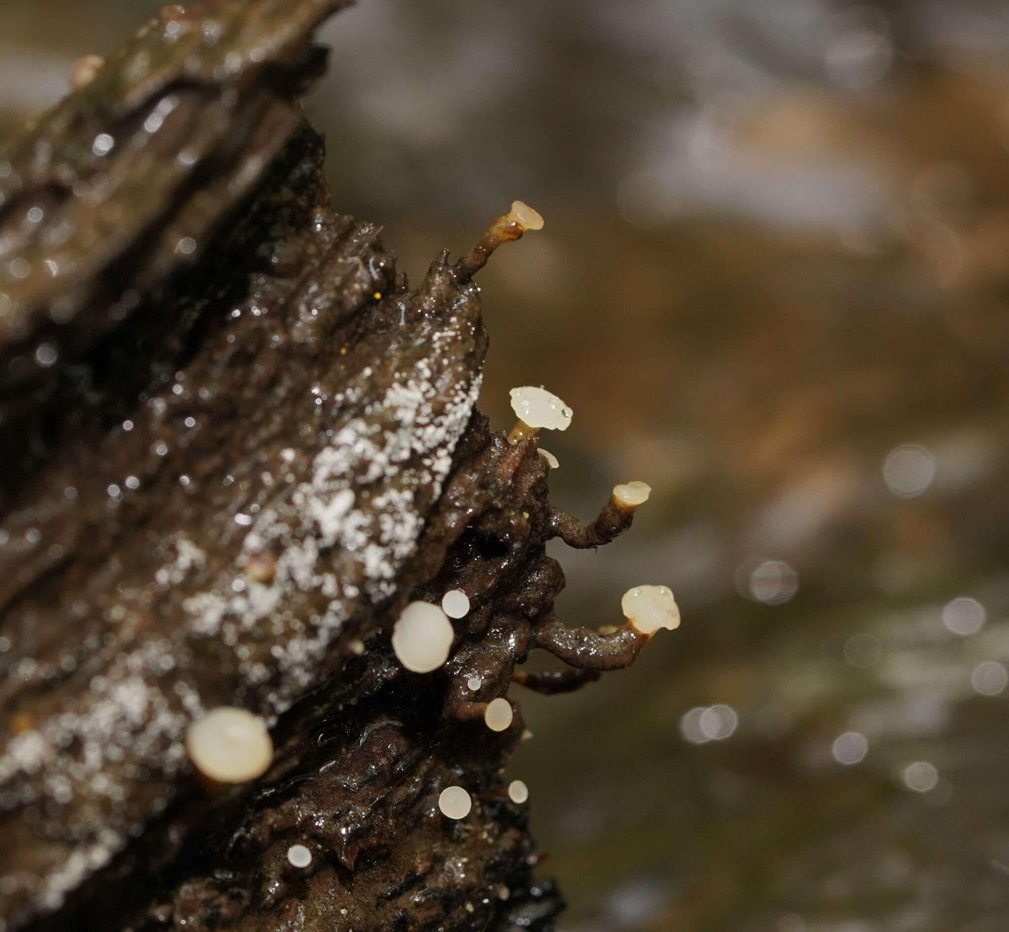 Image of Cudoniella clavus (Alb. & Schwein.) Dennis 1964