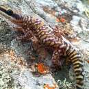 Image of Northern Spotted Velvet Gecko