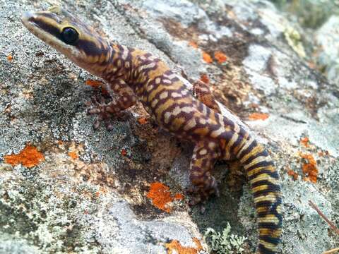 Image of Northern Spotted Velvet Gecko