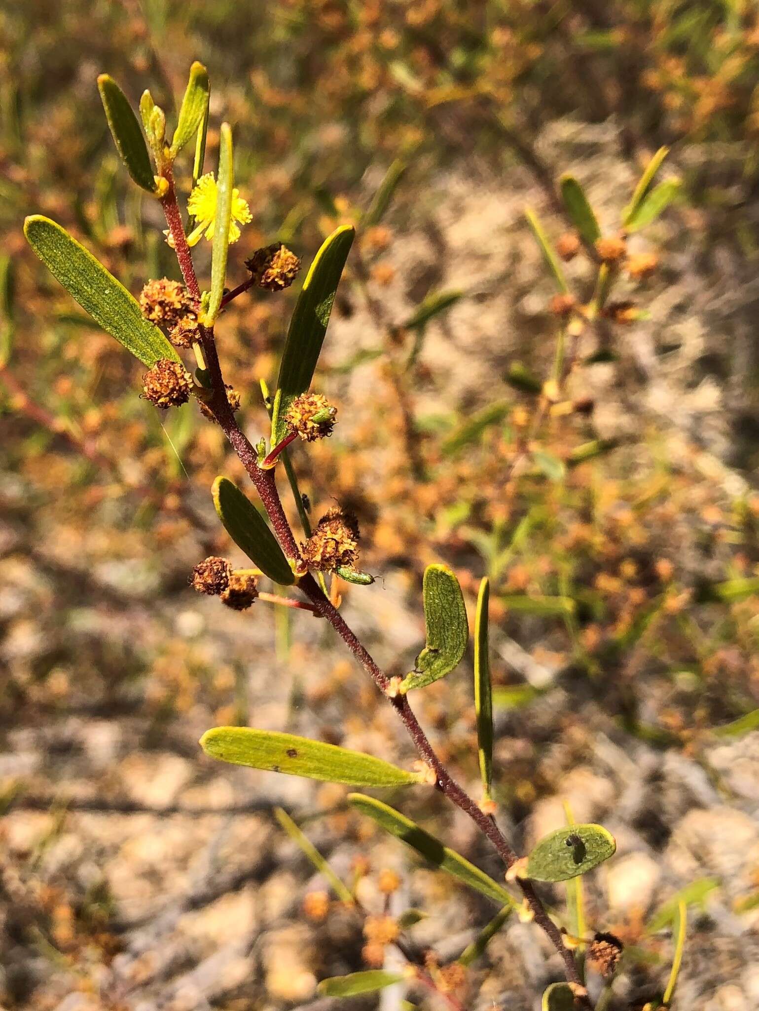 Image of Mallee Wattle