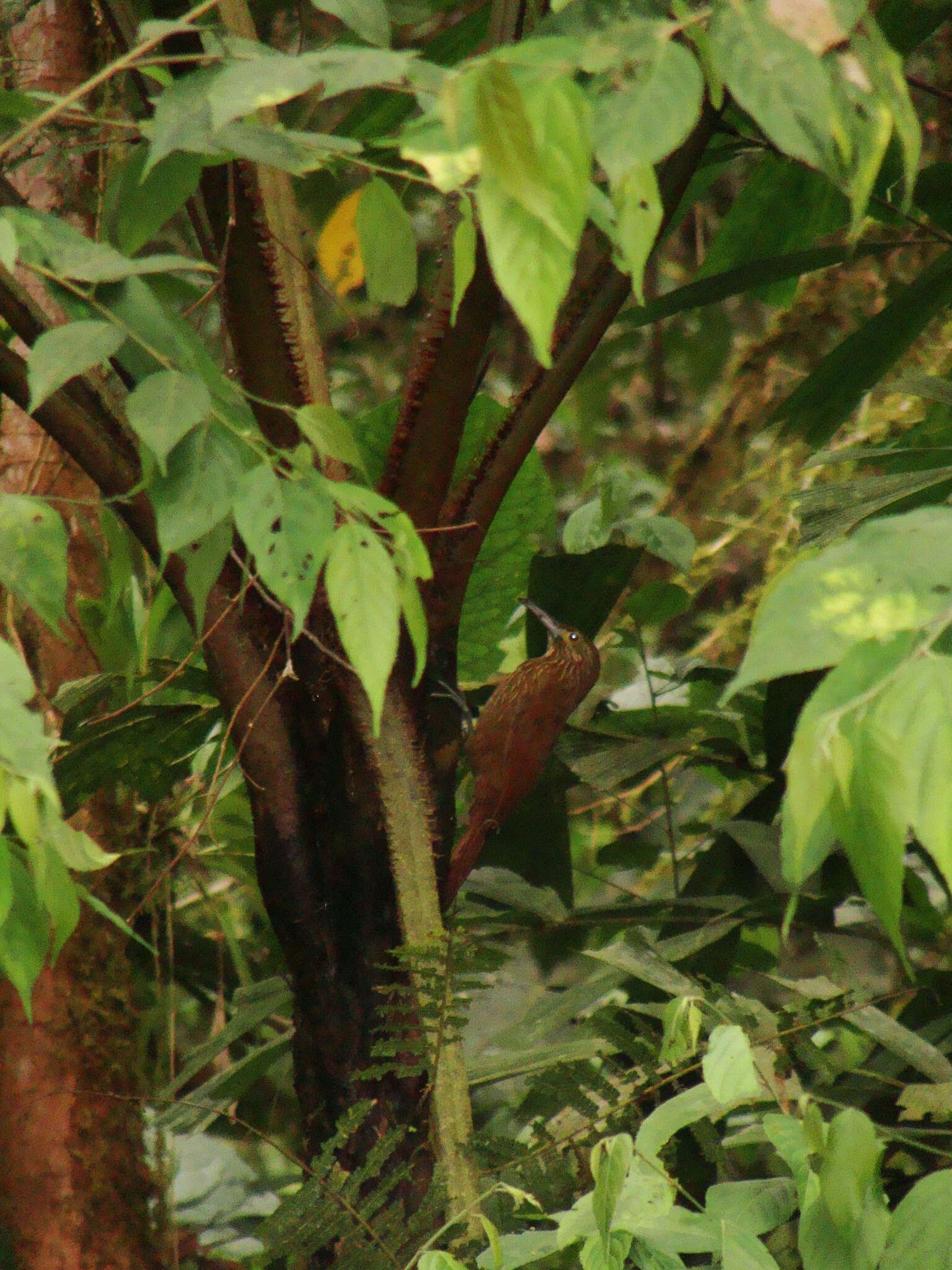 Image of Strong-billed Woodcreeper