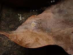 Слика од Marasmius epiphylloides (Rea) Sacc. & Trotter 1925