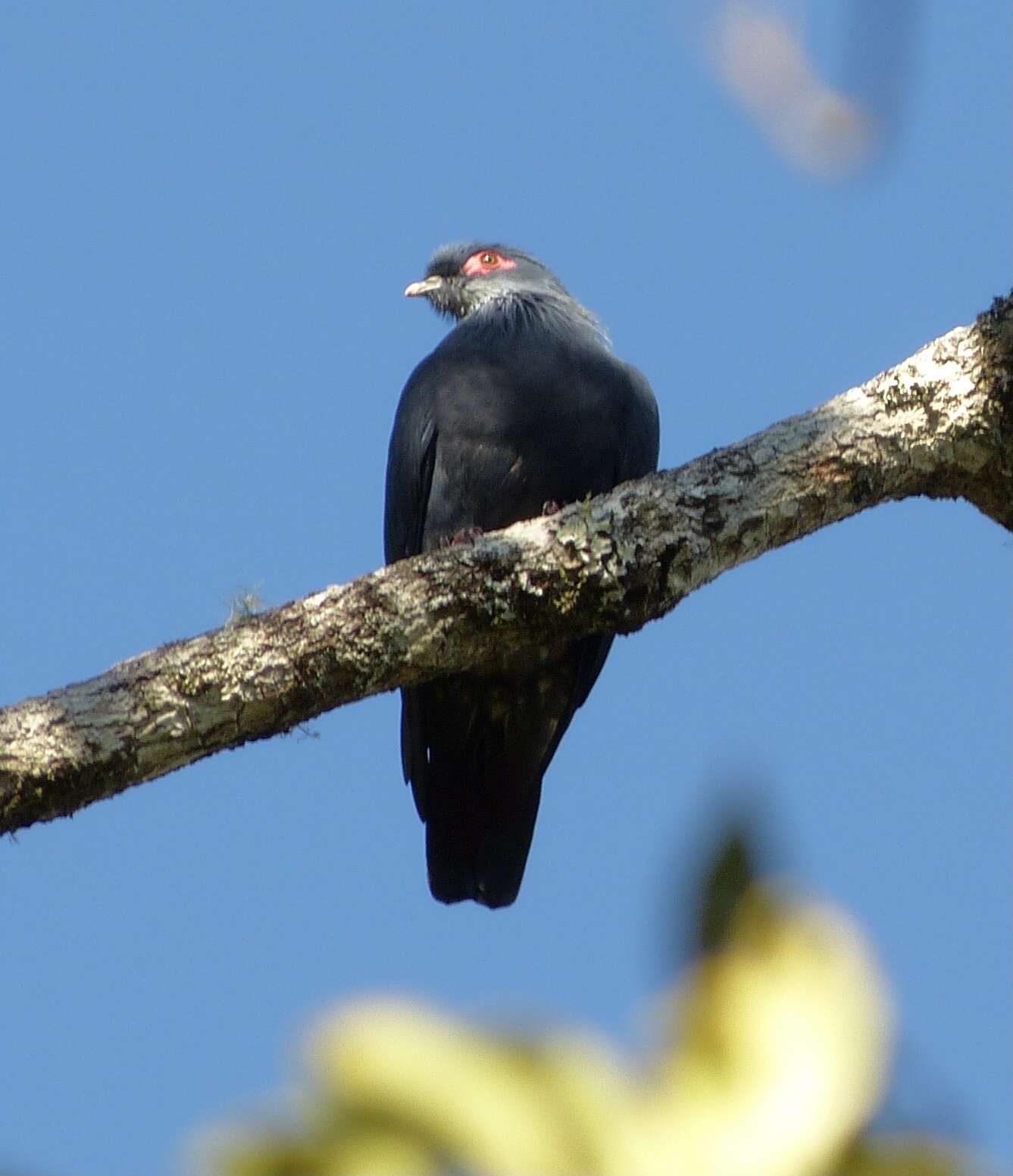 Image of blue pigeon