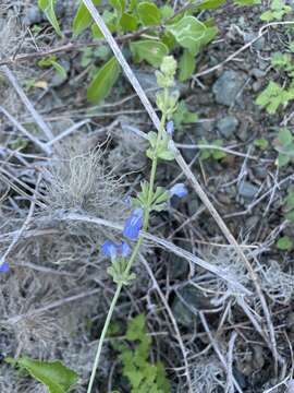 Imagem de Salvia cedrosensis Greene