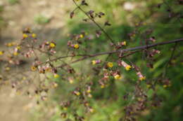 Image of Blumea lanceolaria (Roxb.) Druce