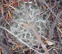 Image of Haworthia cooperi var. isabellae (Poelln.) M. B. Bayer