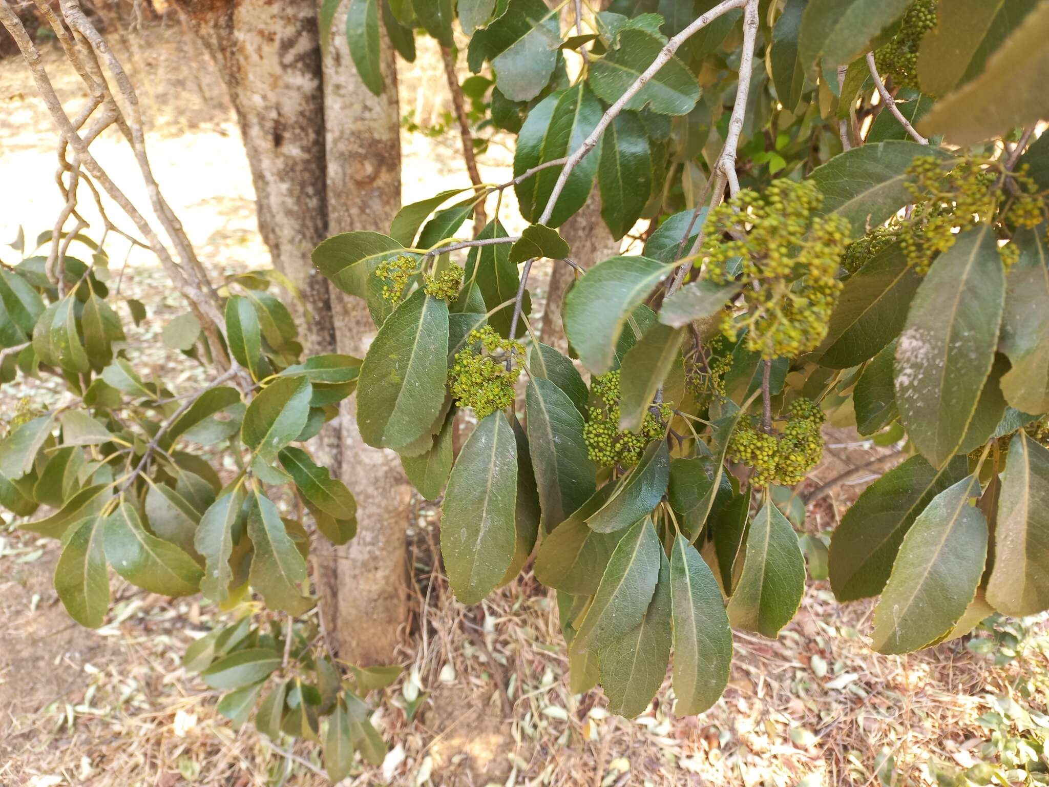 Image of Elaeodendron matabelicum Loes.