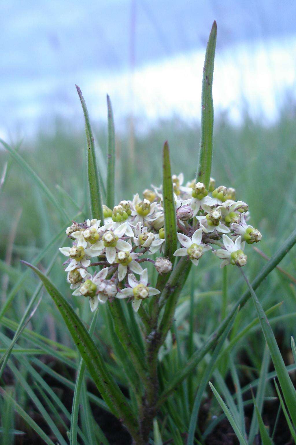 Image of Xysmalobium involucratum (E. Mey.) Decne.