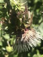 Plancia ëd Cirsium fontinale var. campylon (H. Sharsm.) Pilz ex D. J. Keil & C. E. Turner