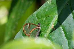 Image of Pteronymia simplex Salvin 1869