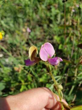 Image of Edwards Plateau hoarypea