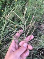 Image of Slender Ditch Crown Grass