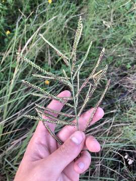 Image de Paspalum arundinaceum Poir.