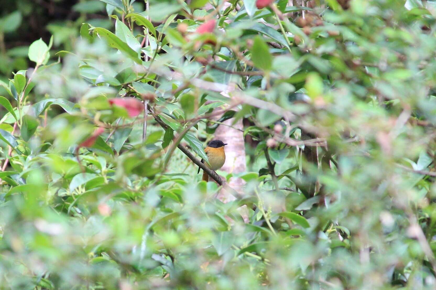 Image of Black-and-orange Flycatcher