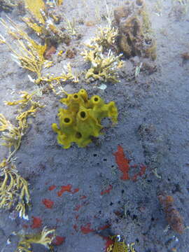 Image of Yellow tube sponge