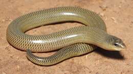 Image of Slendertail Lance Skink