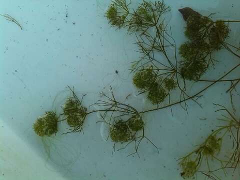 Image of Compact Stonewort