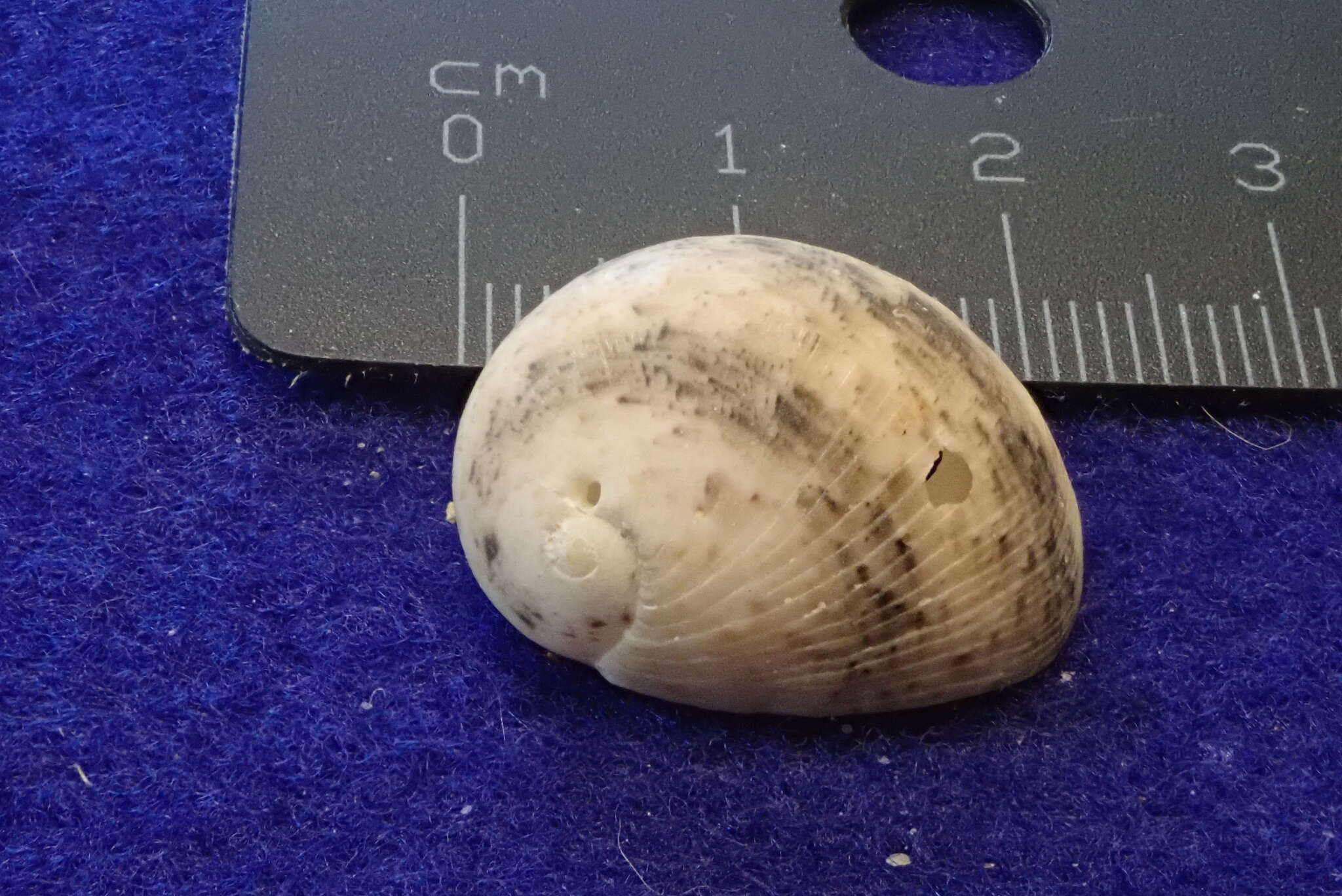 Image of polished nerite