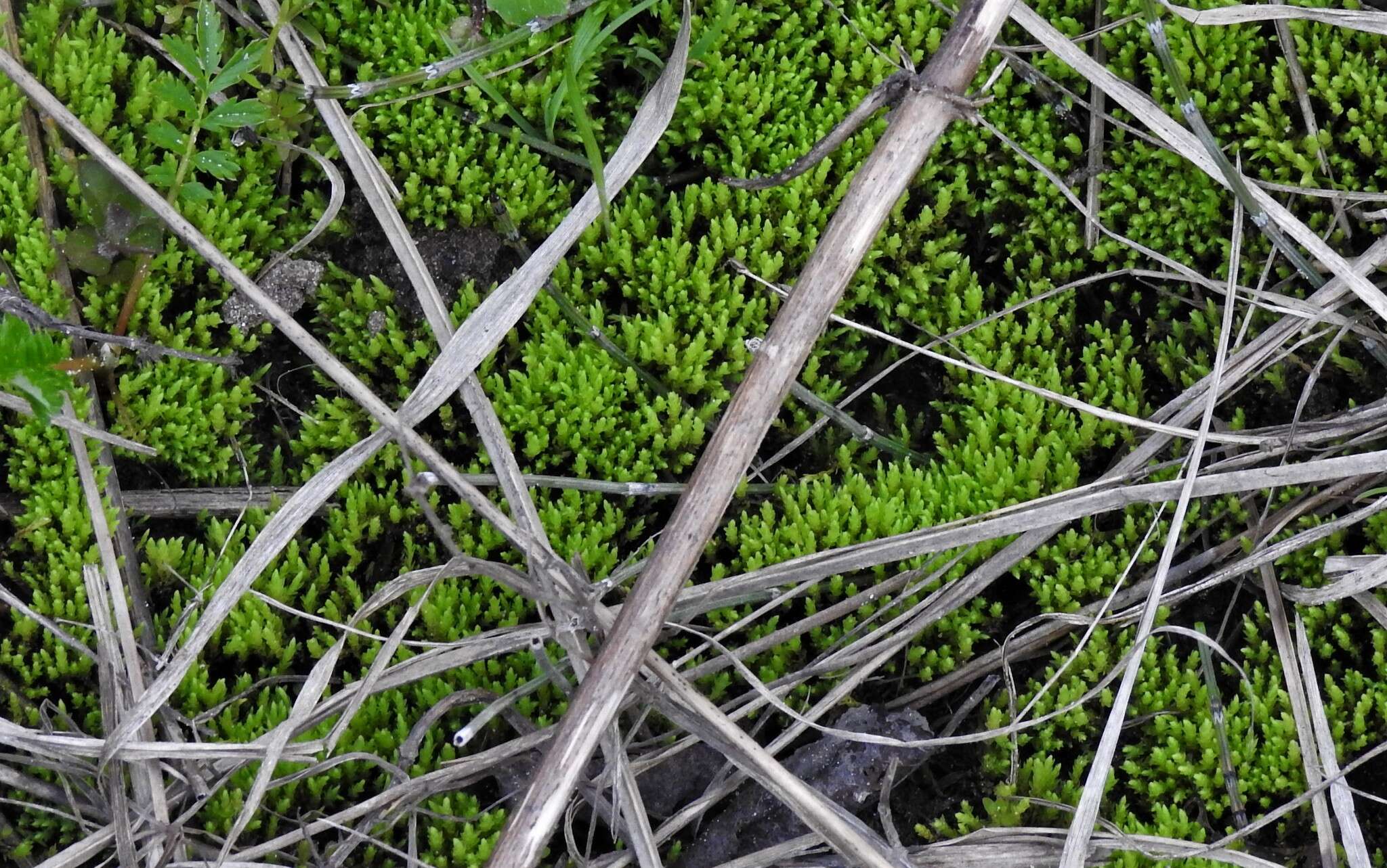 Image of Wahlenberg's pohlia moss