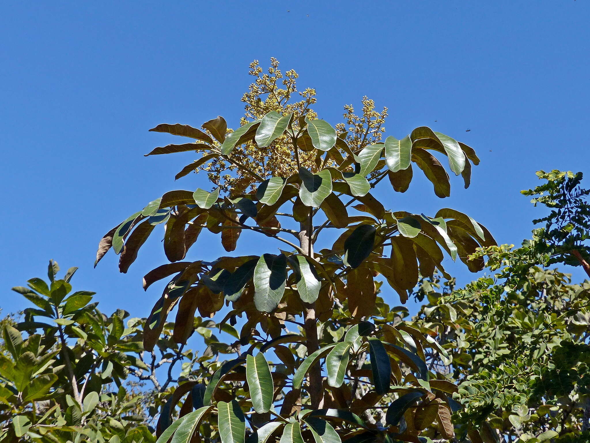 Image of Schefflera macrocarpa (Cham. & Schltdl.) Frodin