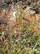 Image of tall cottongrass