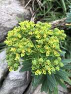 Слика од Euphorbia jolkinii Boiss.