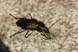 Image of immigrant sausage ground beetle