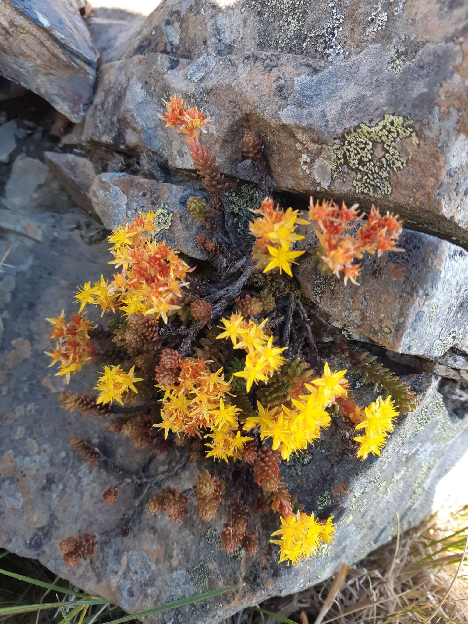 Image of Sedum morrisonense Hayata