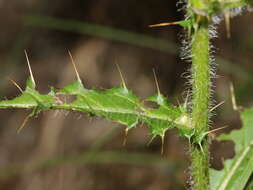 Imagem de Cirsium ferum