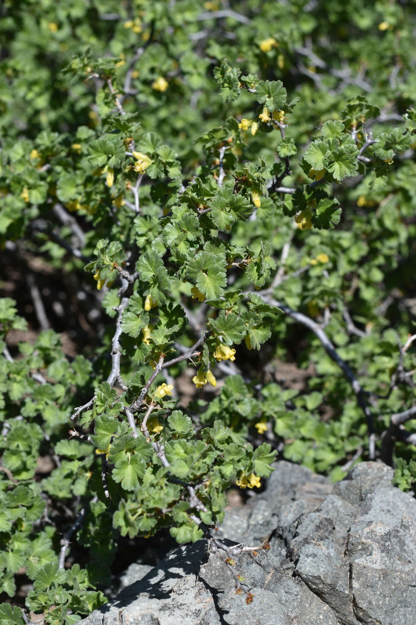 Image of alpine gooseberry