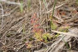 Image of Drosera platypoda Turcz.