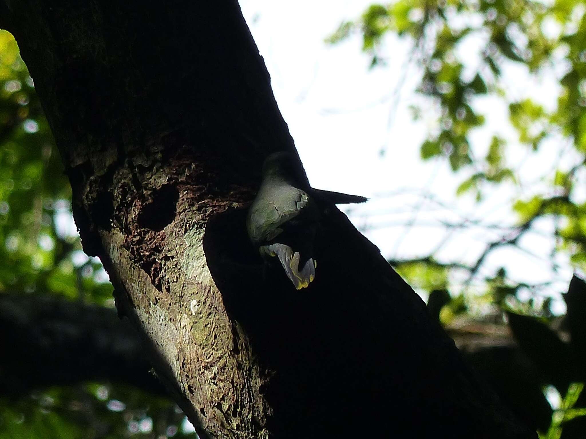 Image of Emerald-collared Parakeet