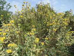 Image of shrubby Jerusalem sage