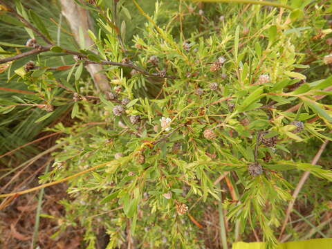 Sivun Asteromyrtus lysicephala (F. Müll. & F. M. Bail.) L. A. Craven kuva