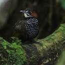 Image of Marbled Wren-Babbler