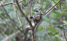 Image of Woodward's Batis