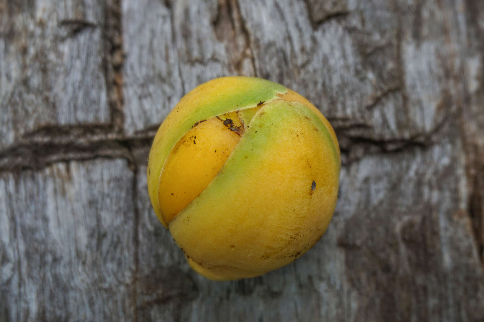 Image de Dillenia obovata (Bl.) Hoogl.