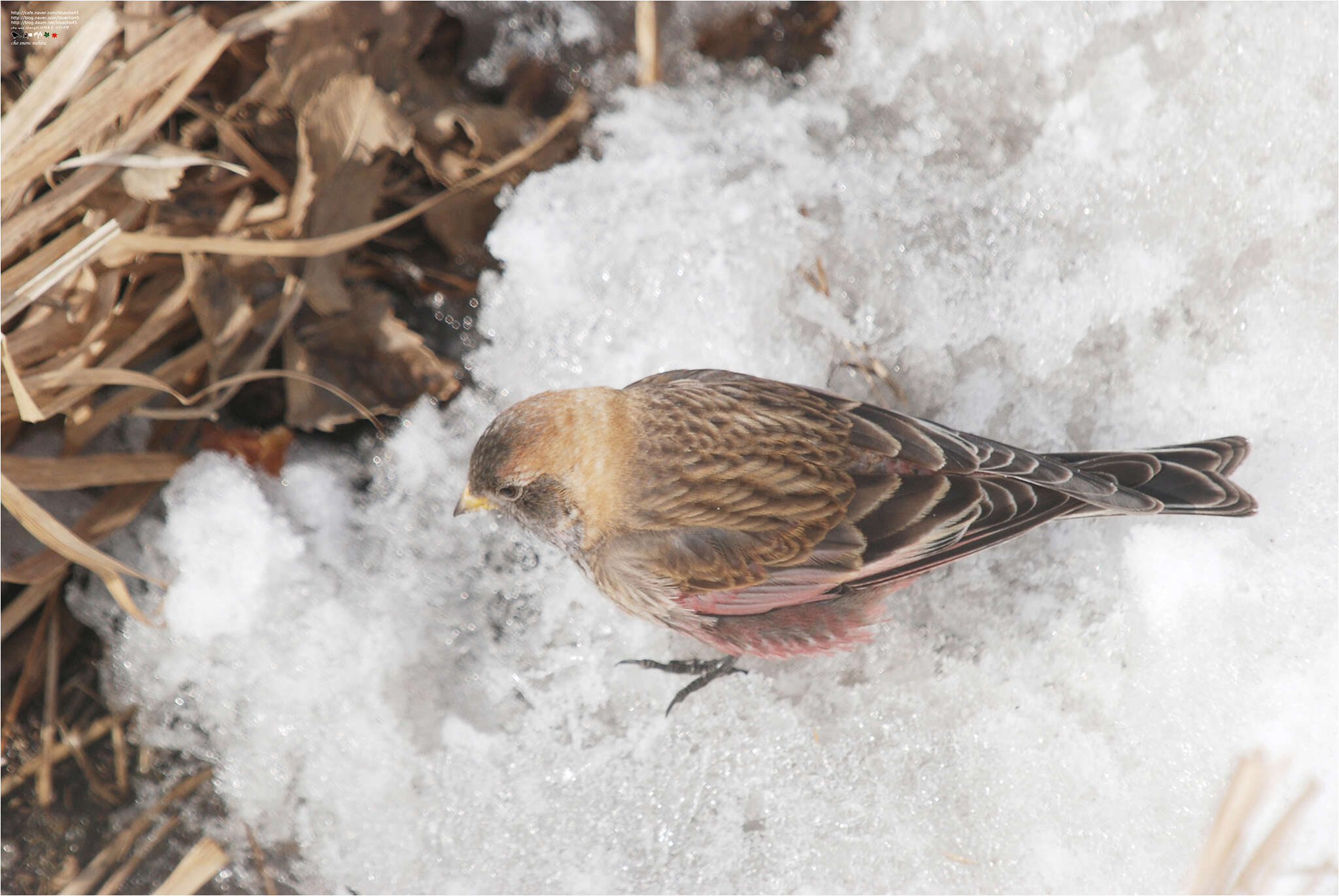 Image of Asian Rosy Finch