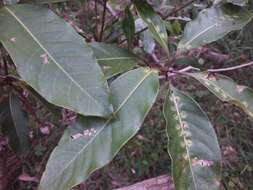 Phytoliriomyza pittosporophylli Hering 1962 resmi