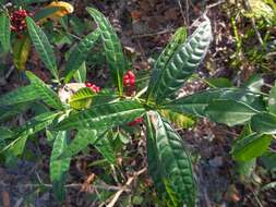 Image of shortleaf wild coffee