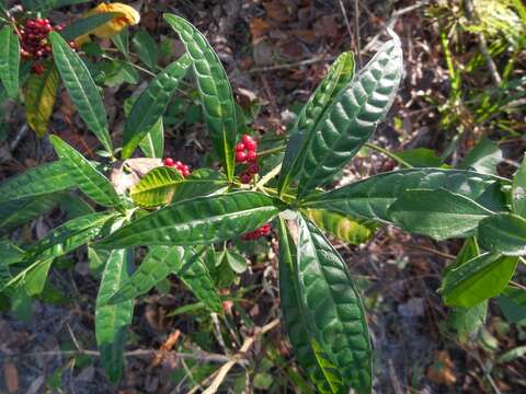 صورة Psychotria tenuifolia Sw.