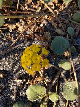 Imagem de Abronia latifolia Eschsch.