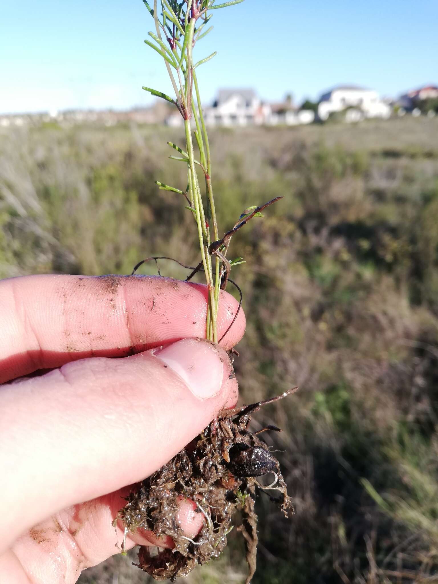 Image de Oxalis goniorrhiza Eckl. & Zeyh.