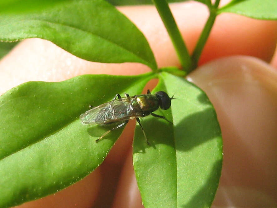 Imagem de Prosopochrysa vitripennis (Doleschall 1856)