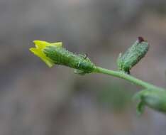 Image of Melolobium adenodes Eckl. & Zeyh.