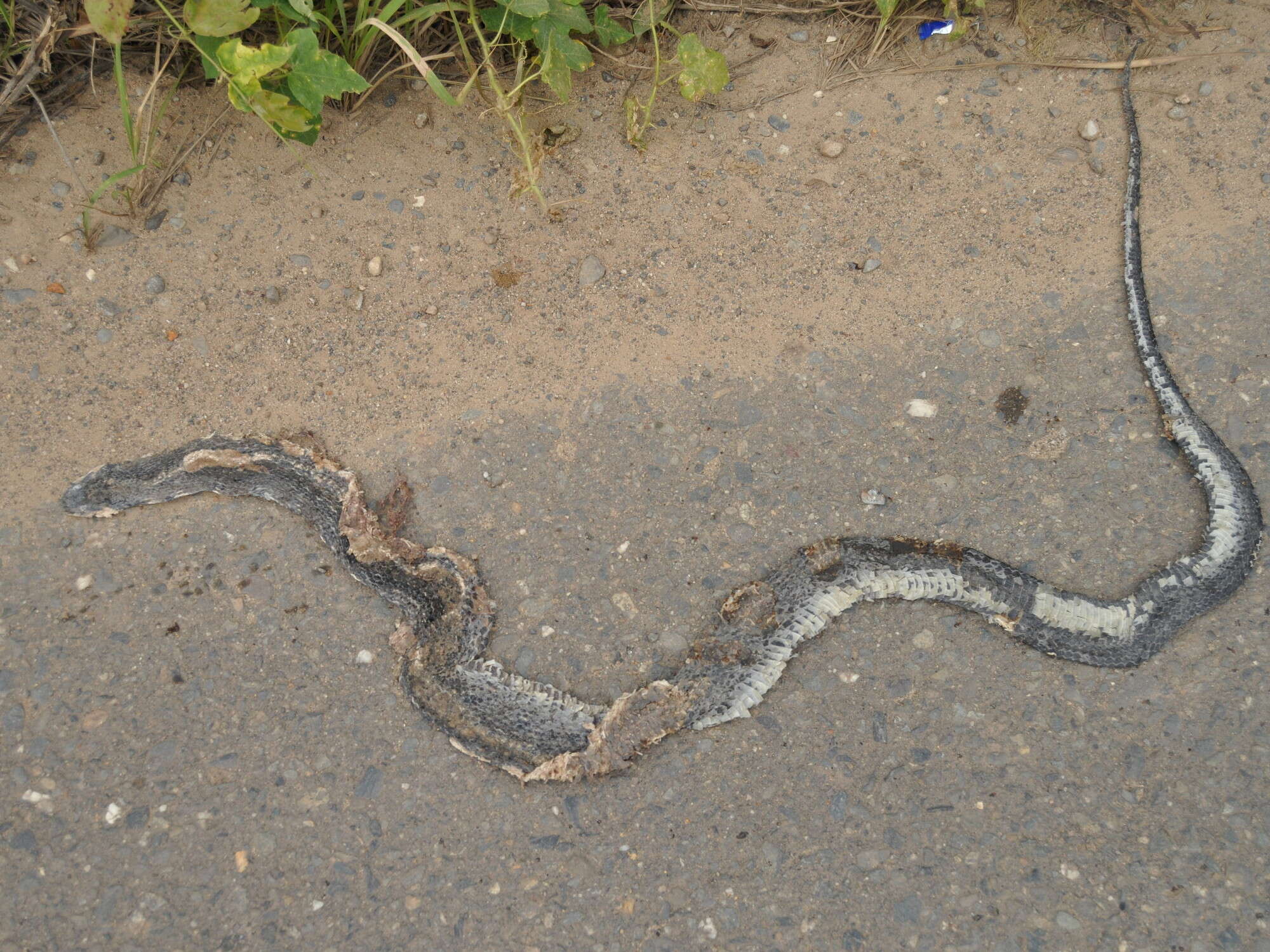 Image of Black Copper Rat Snake