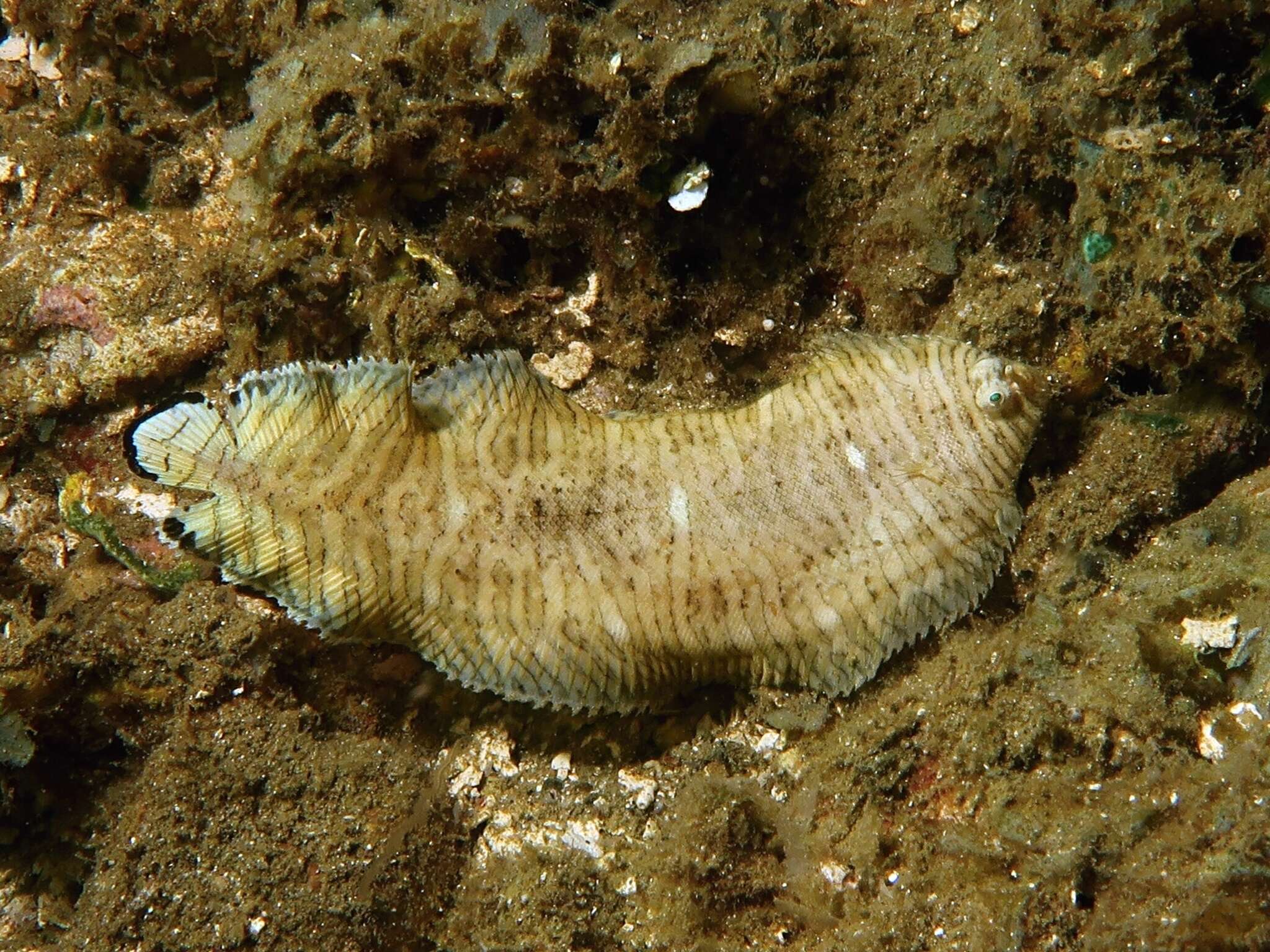 Image of yellow-spotted sole